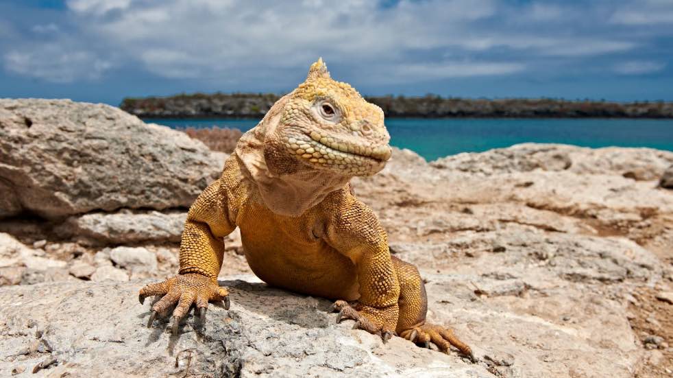 Land iguana Galapagos Islands